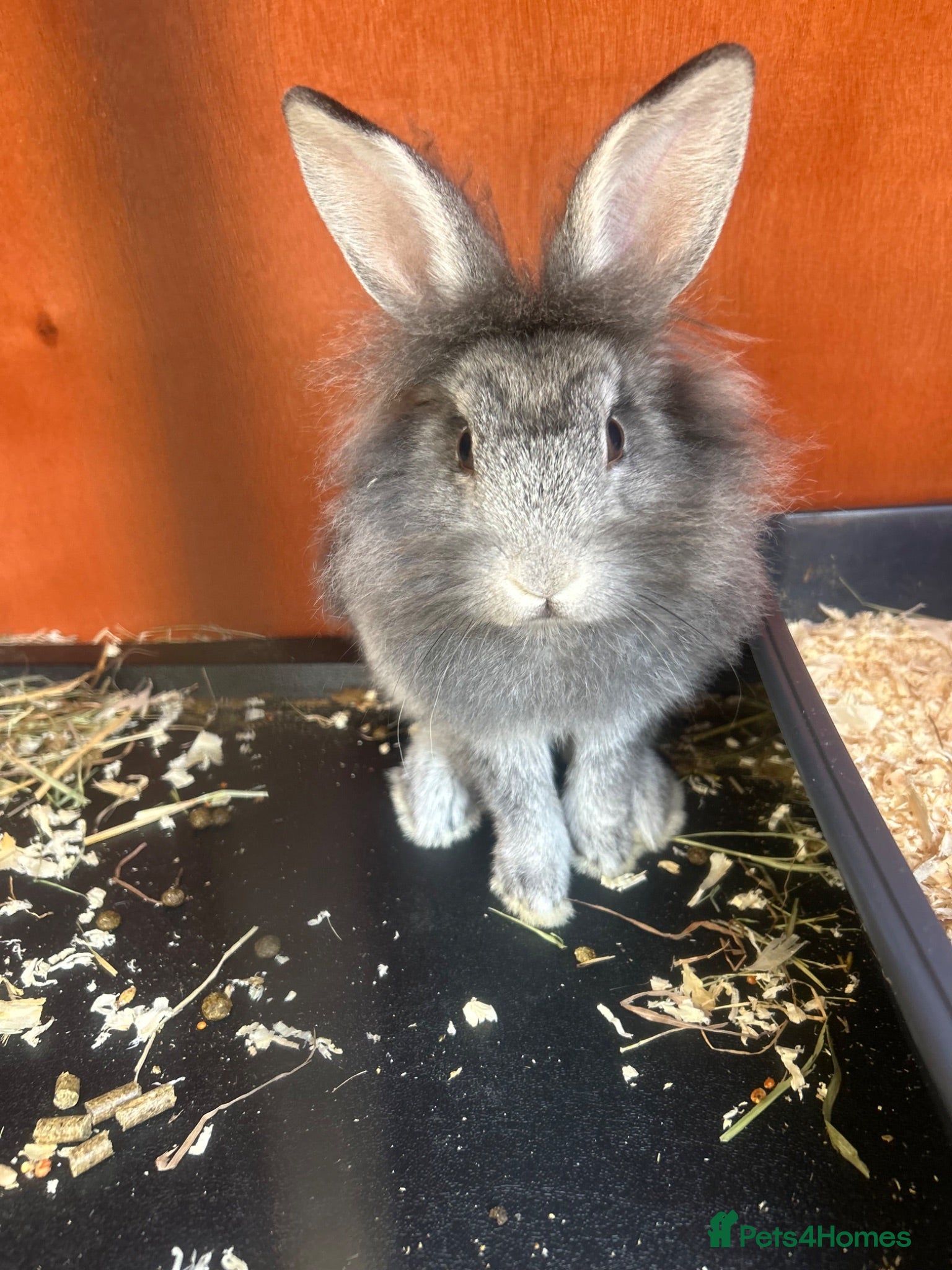 Mixed Breed rabbits *Lion head x Rex female ready now* - Advert 1