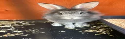 Mixed Breed rabbits for sale: *Lion head x Rex female ready now* - Advert 1