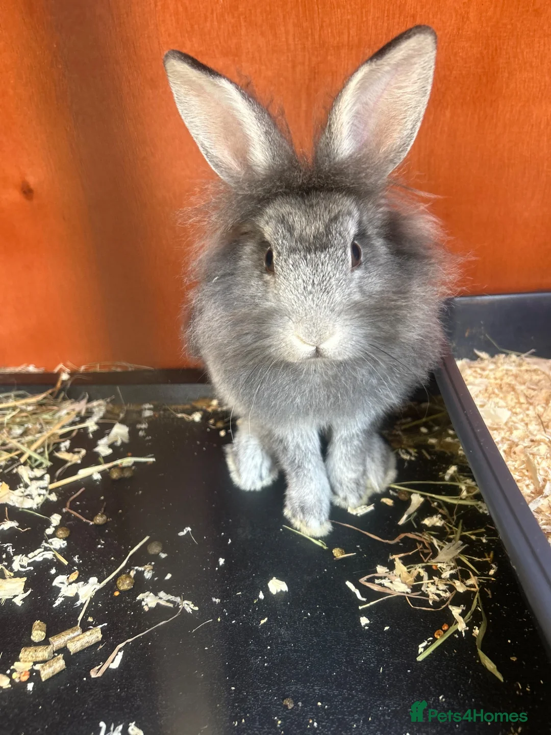 Mixed Breed rabbits for sale: *Lion head x Rex female ready now* - Advert 1