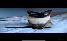 Ragdoll cats for sale: FEMALE RAGDOLL/SIAMESE REHOME - Image 1