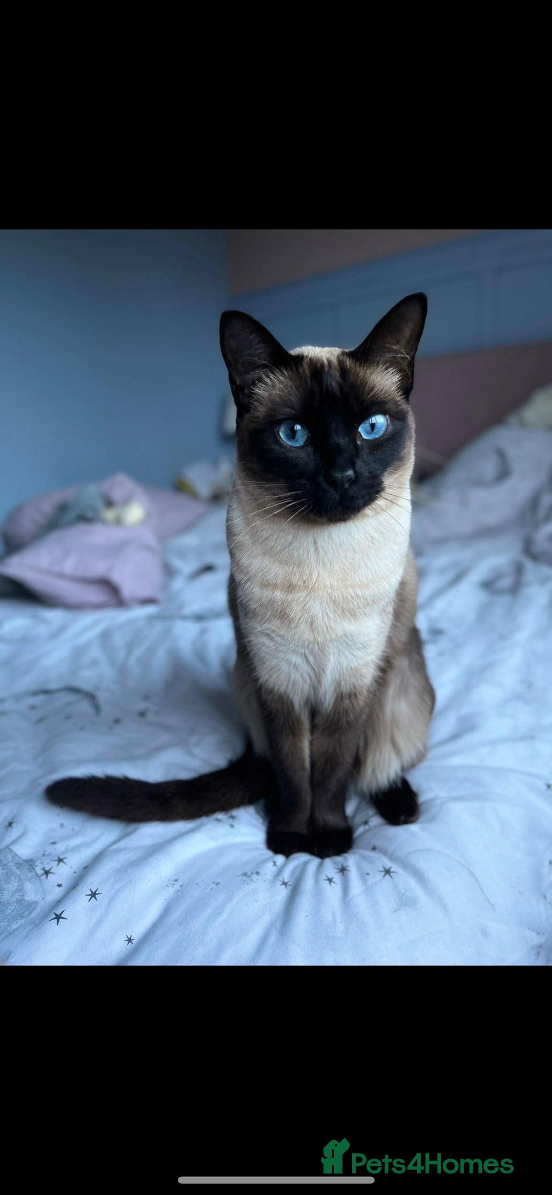Ragdoll cats for sale: FEMALE RAGDOLL/SIAMESE REHOME - Image 1