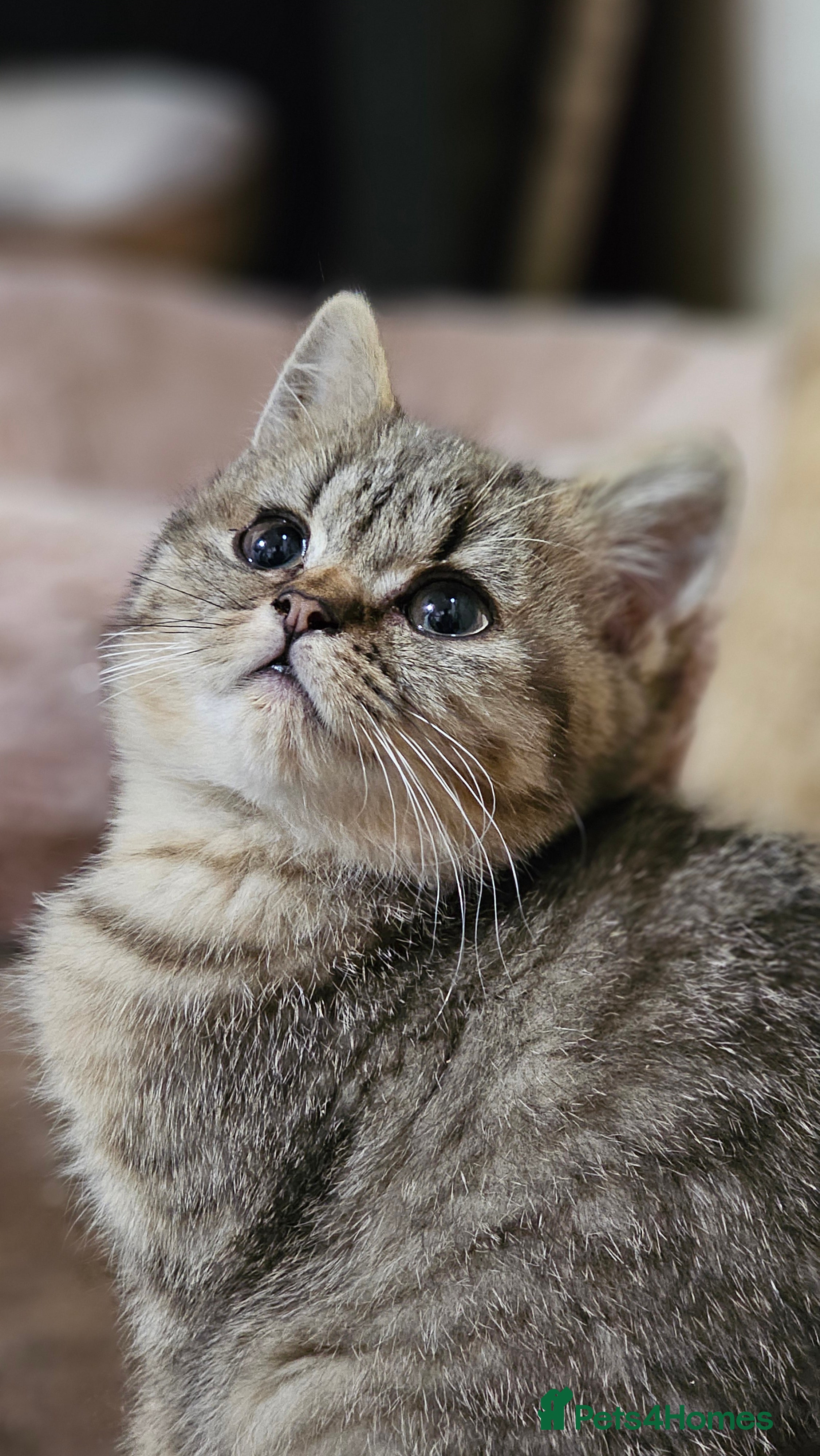 British Shorthair cats Pure Breed British Shorthair Tabby male Kitten - Advert 6