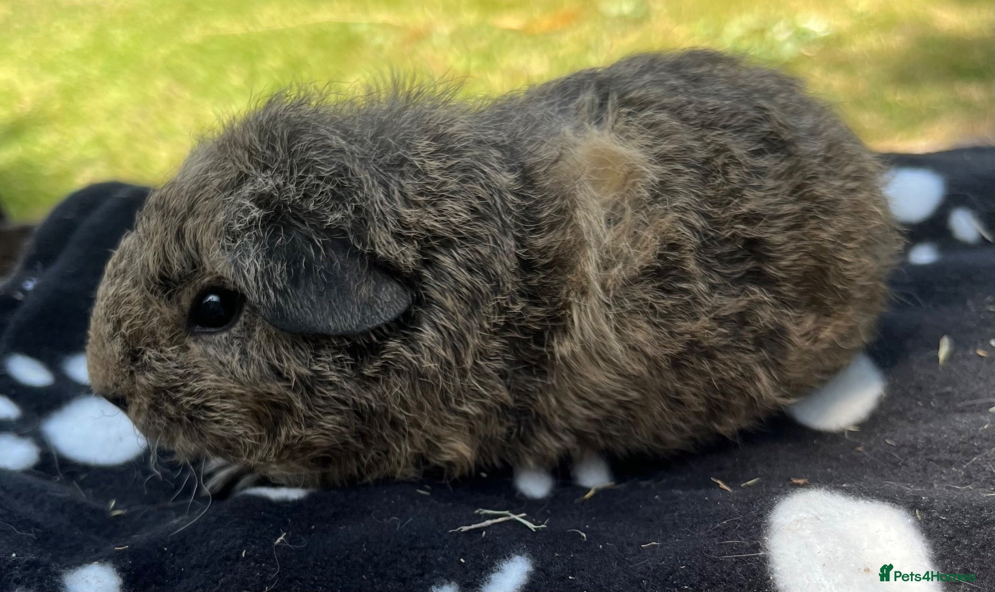 Guinea Pig rodents Guniea pigs. - Advert 2