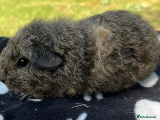 Guinea Pig rodents Guniea pigs. - Advert 2