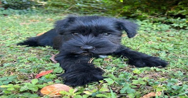 Miniature Schnauzer dogs - Advert 1