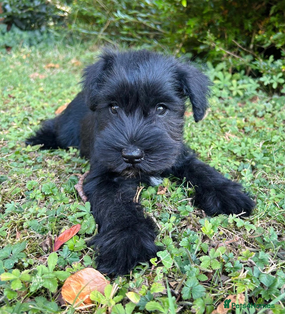 Miniature Schnauzer dogs for sale: Beautiful KC registered Minature Schnauzer puppies - Image 2