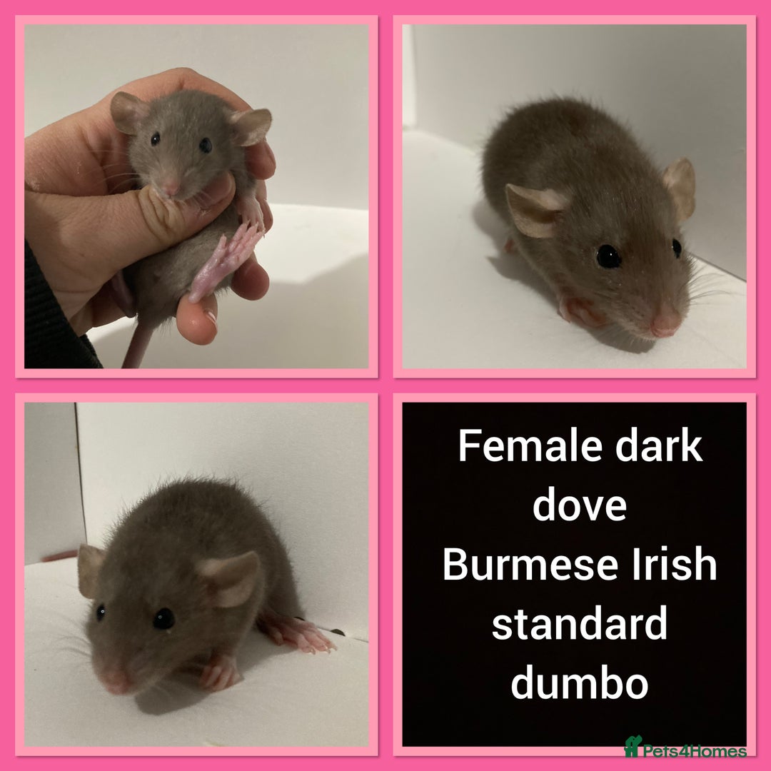 Rat rodents for sale: Adorable dumbo baby rates for sale ♥️ - Advert 20