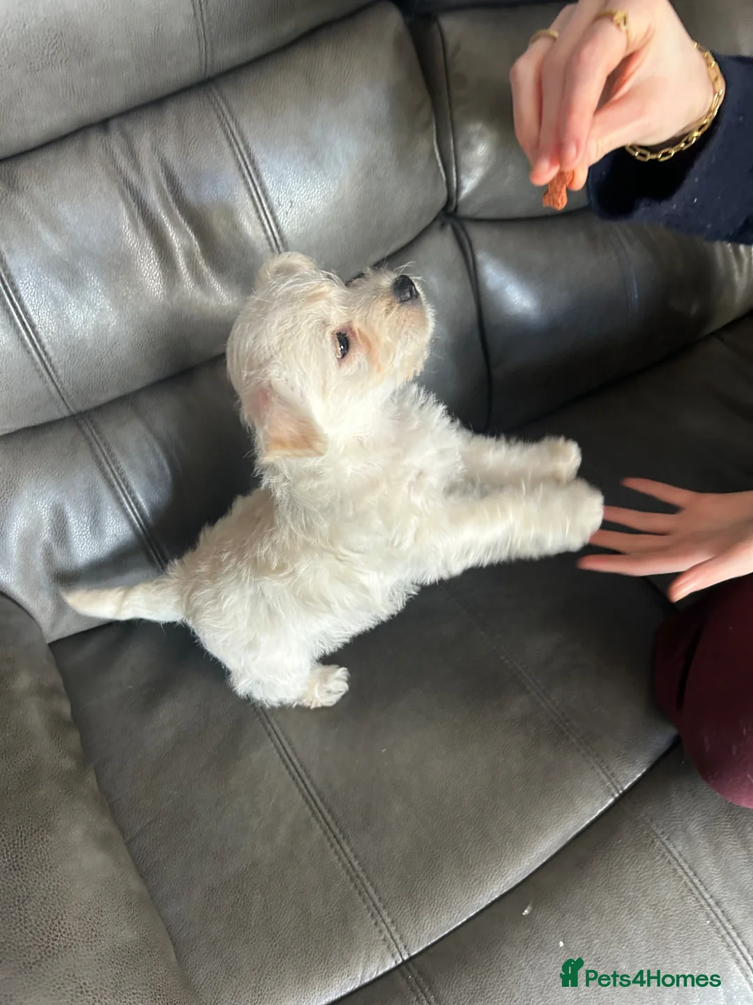 West Highland Terrier dogs for sale: Gorgeous West Highland White Pups ONE GIRL LEFT - Advert 2