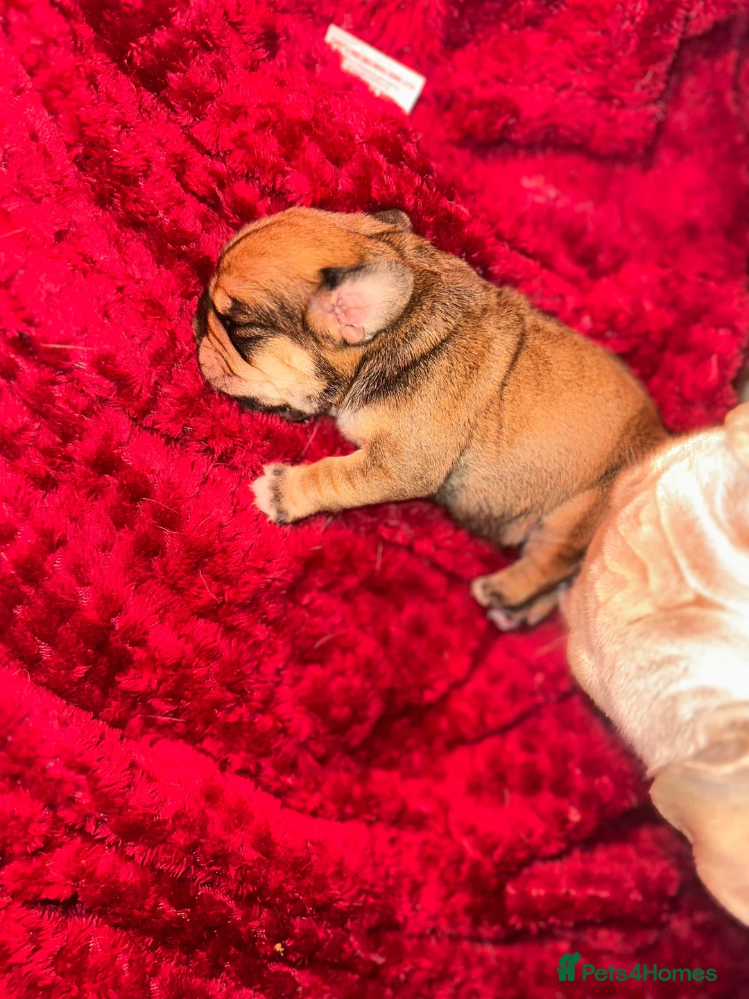 Mixed Breed dogs for sale: COCKERPUG - GIRL 🩷 - Advert 6