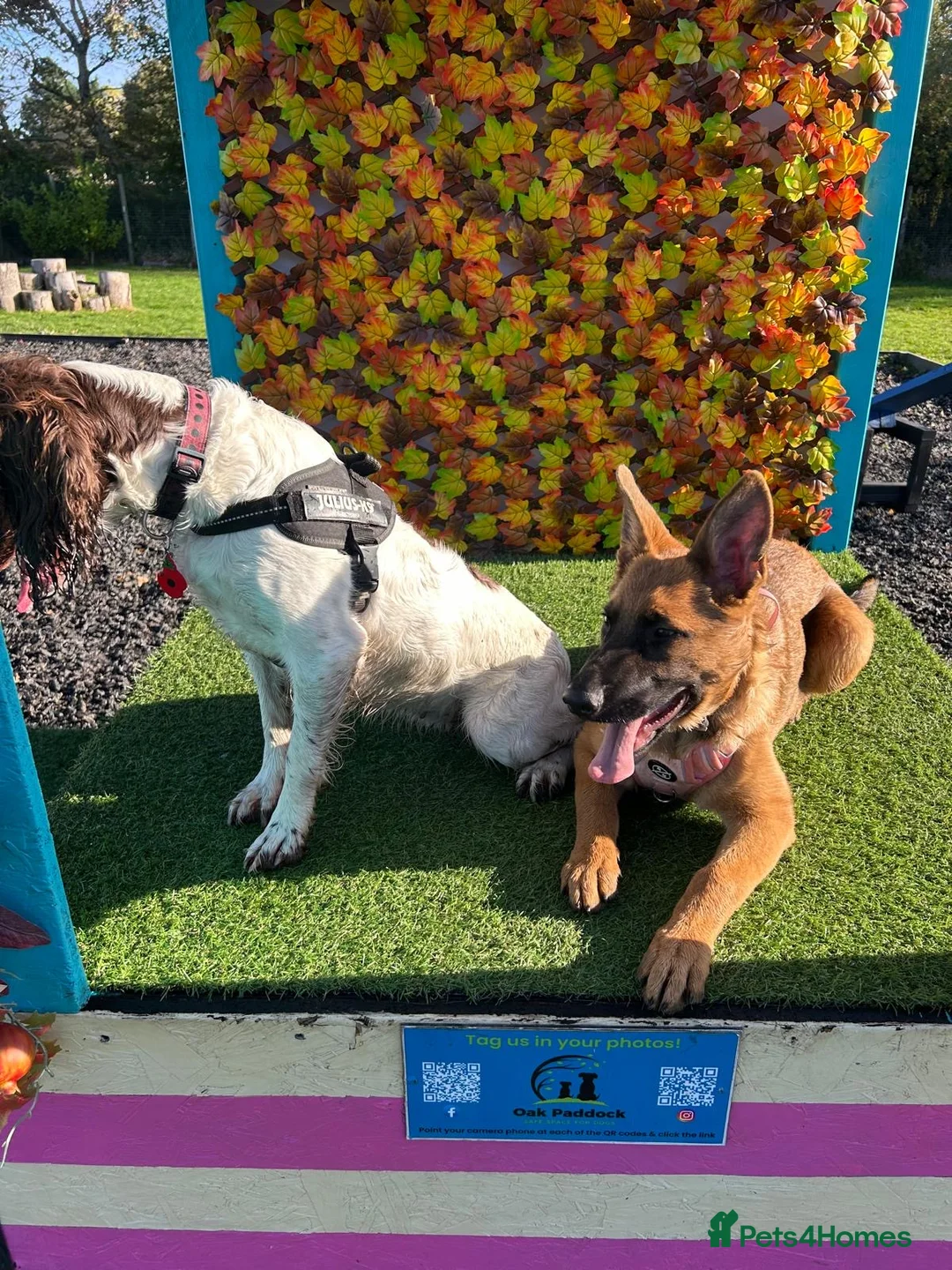 English Springer Spaniel dogs for sale: Pure springer puppies - Advert 7