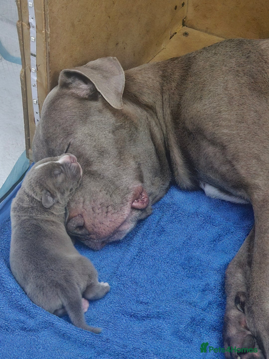 Mastiff dogs for sale: Mastiff Hybrids  - Image 10