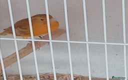 Canaries birds for sale: Four pairs of agate split satinete  - Image 4