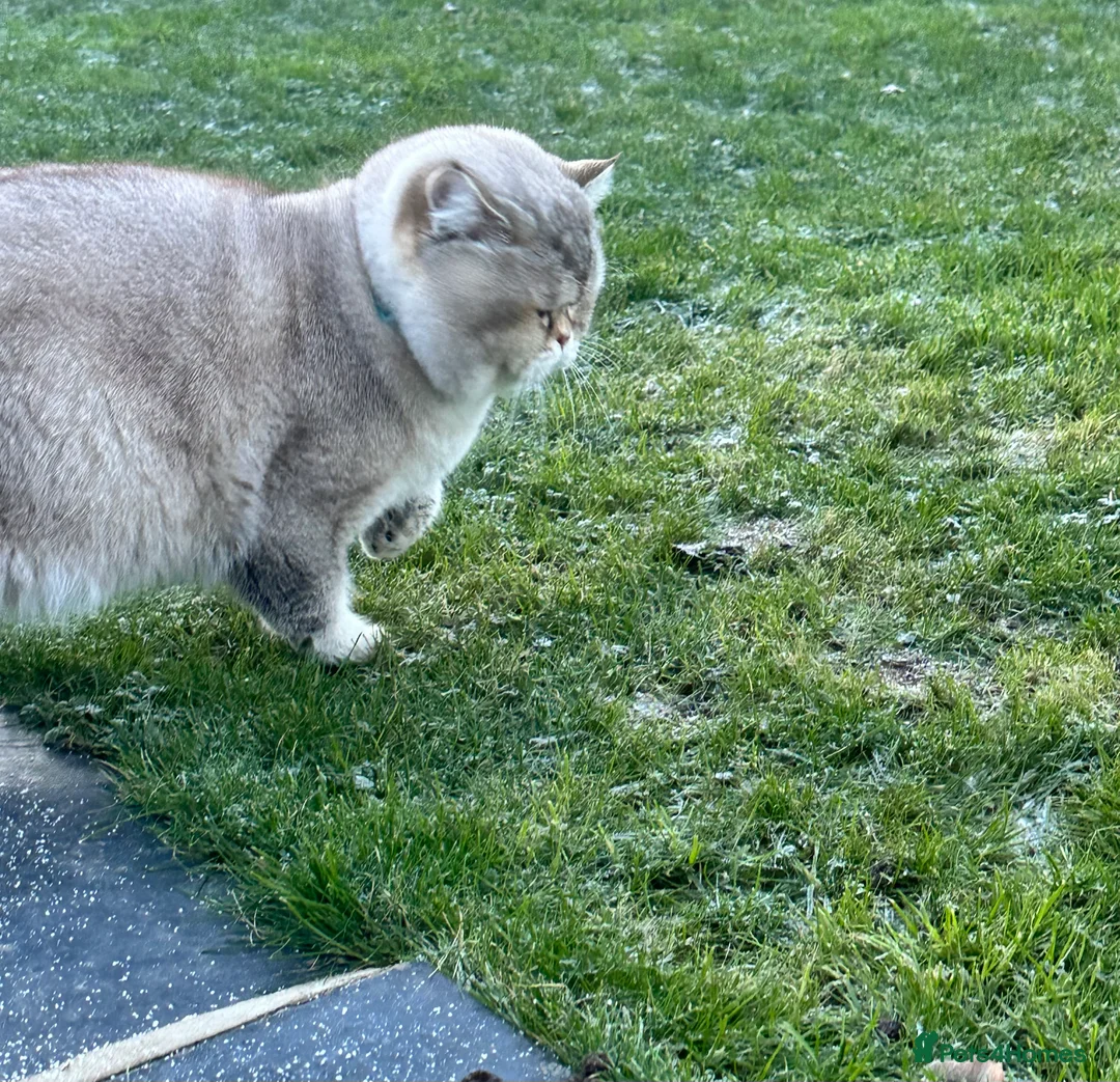 Scottish Fold cats for stud: Lovely Scottish fold( straight )boy ❤️ - Advert 7