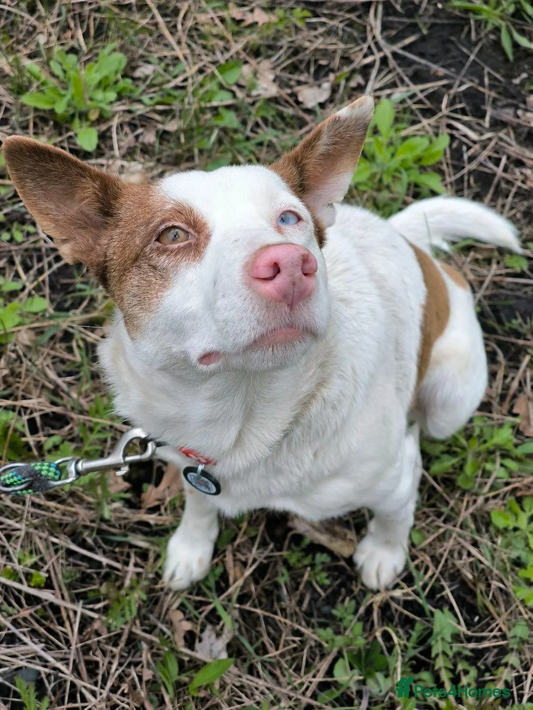 Mixed Breed dogs for adoption: ❤️🐶 PEPPA– SHE LIGHTS UP EVERY COMPANY in Burton-on-Trent - Advert 1