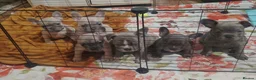 French Bulldog dogs for sale: 🐾 FRENCH BULLDOG PUPPY –LOOKING FOR A LOV HOME 🐾 in Luton - Advert 14