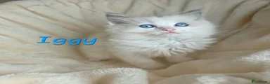 Iggy