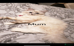 Ragdoll cats for sale: 3 Male Ragdoll kittens - Image 8