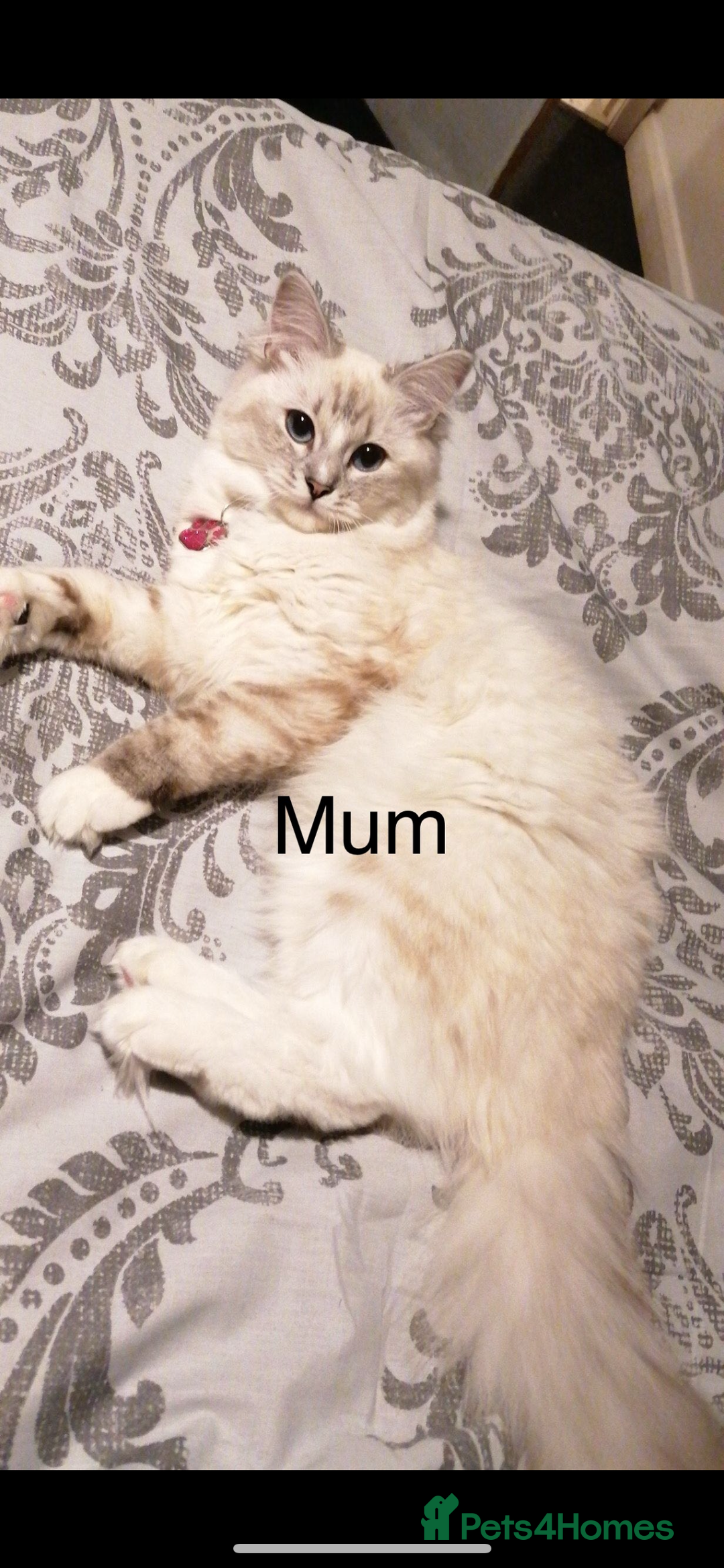 Ragdoll cats for sale: 3 Male Ragdoll kittens - Image 8