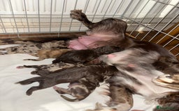 Cockapoo dogs for sale: Adorable Cockerpoo puppies F1B - Image 20