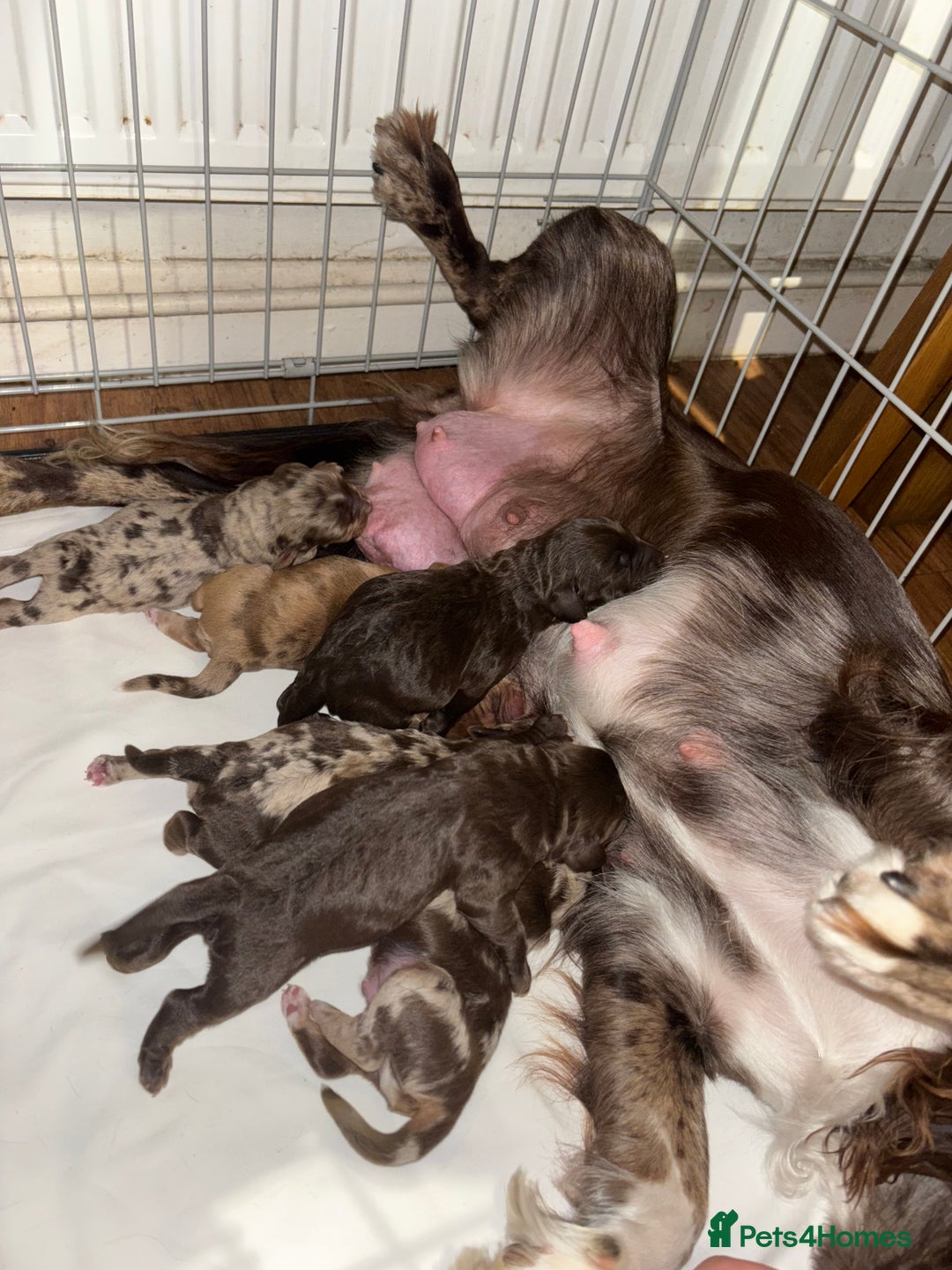 Cockapoo dogs for sale: Adorable Cockerpoo puppies F1B - Image 20