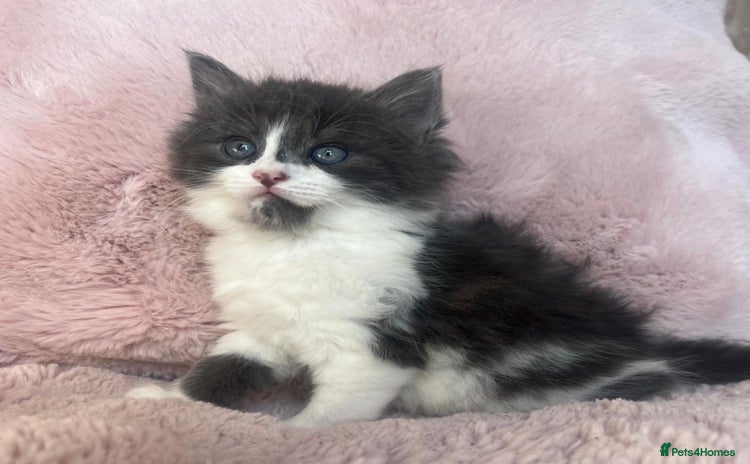 Mixed Breed cats - Advert 12