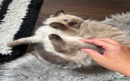 Ragdoll cats for sale: Ragdoll kittens - Image 28