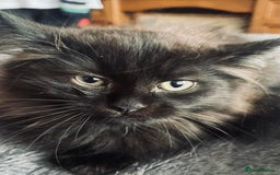 British Longhair cats for sale: Fluffy Cole kitty - Image 3