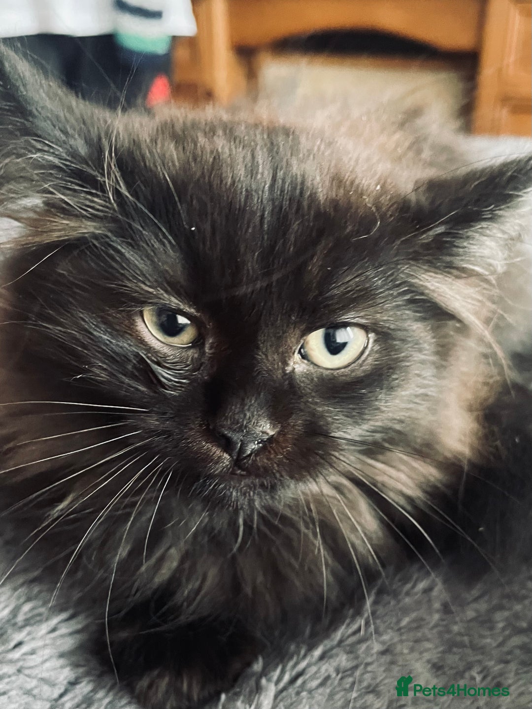 British Longhair cats for sale: Fluffy Cole kitty - Image 3