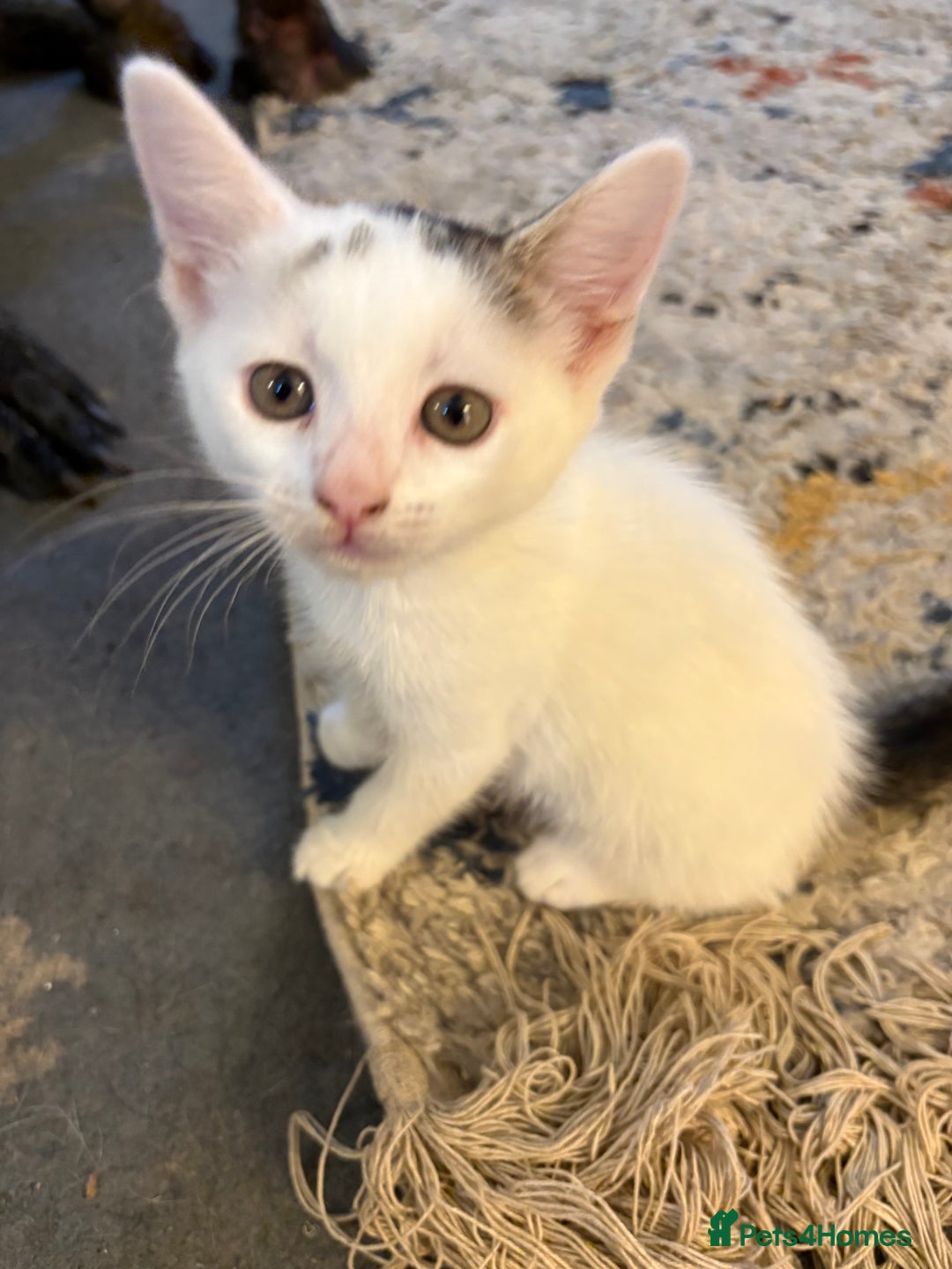 Mixed Breed cats for sale: Beautiful long and short haired kittens  - Advert 27