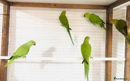 Ringnecks birds for sale: Beautiful coloured ringneck parrots for sale. - Image 11