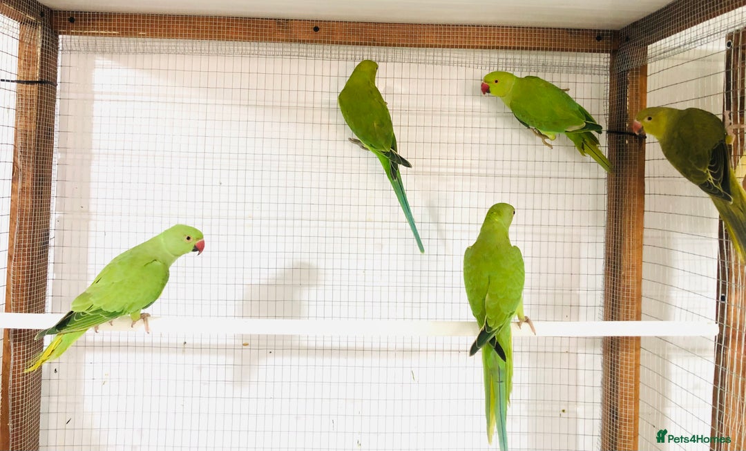 Ringnecks birds for sale: Beautiful coloured ringneck parrots for sale. - Image 11