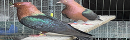 Pigeons birds for sale: Archangel pigeons for sale  - Advert 5
