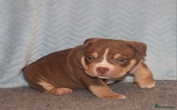 American Bully dogs for sale: 🏡Ready to leave 2 weeks 🔥🦍AMERICAN BULLIES🔥🦍 - Image 6