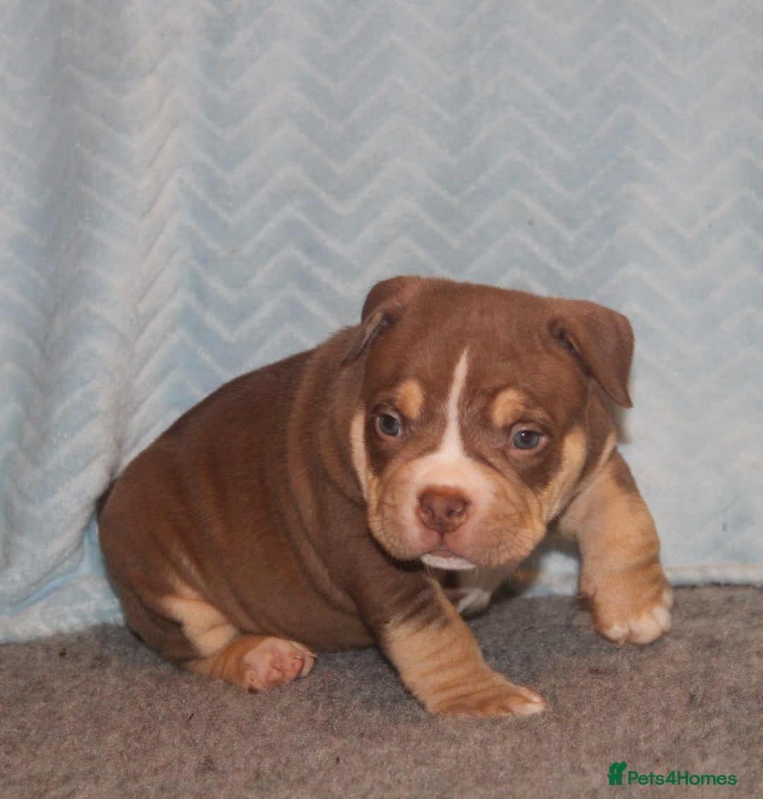 American Bully dogs for sale: 🏡Ready to leave 2 weeks 🔥🦍AMERICAN BULLIES🔥🦍 - Image 6