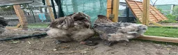 Chickens poultry for sale: Rare Breed Exhibition Blue LF Cochin pair or trio - Advert 4