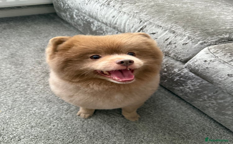 Pomeranian dogs - Advert 1