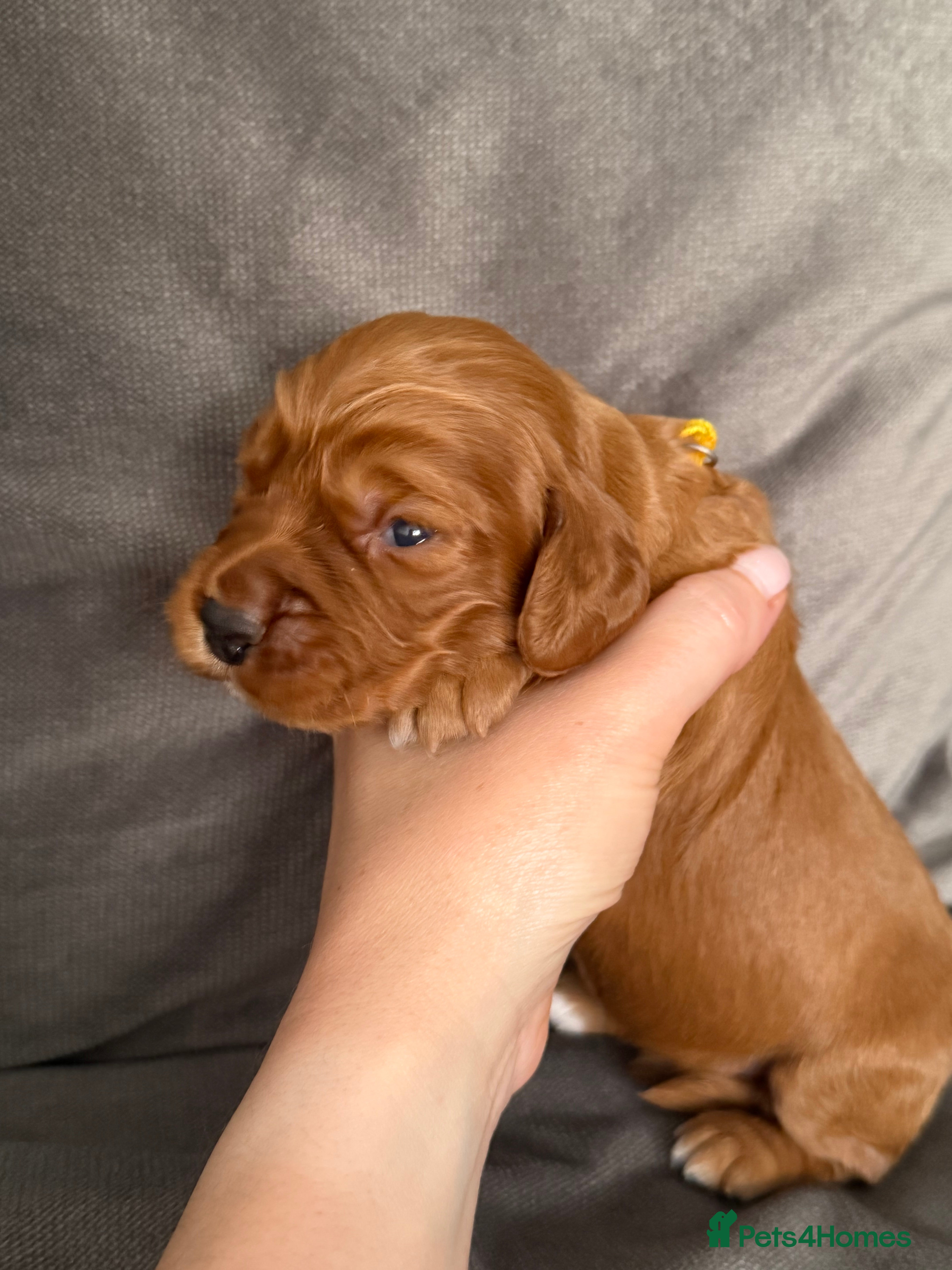 Cocker Spaniel dogs Red KC Registered Working Cocker Spaniel - Advert 2