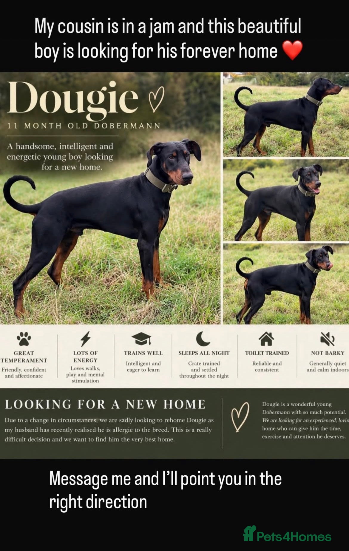 Dobermann dogs for sale: Dougie The Doberman - Advert 2