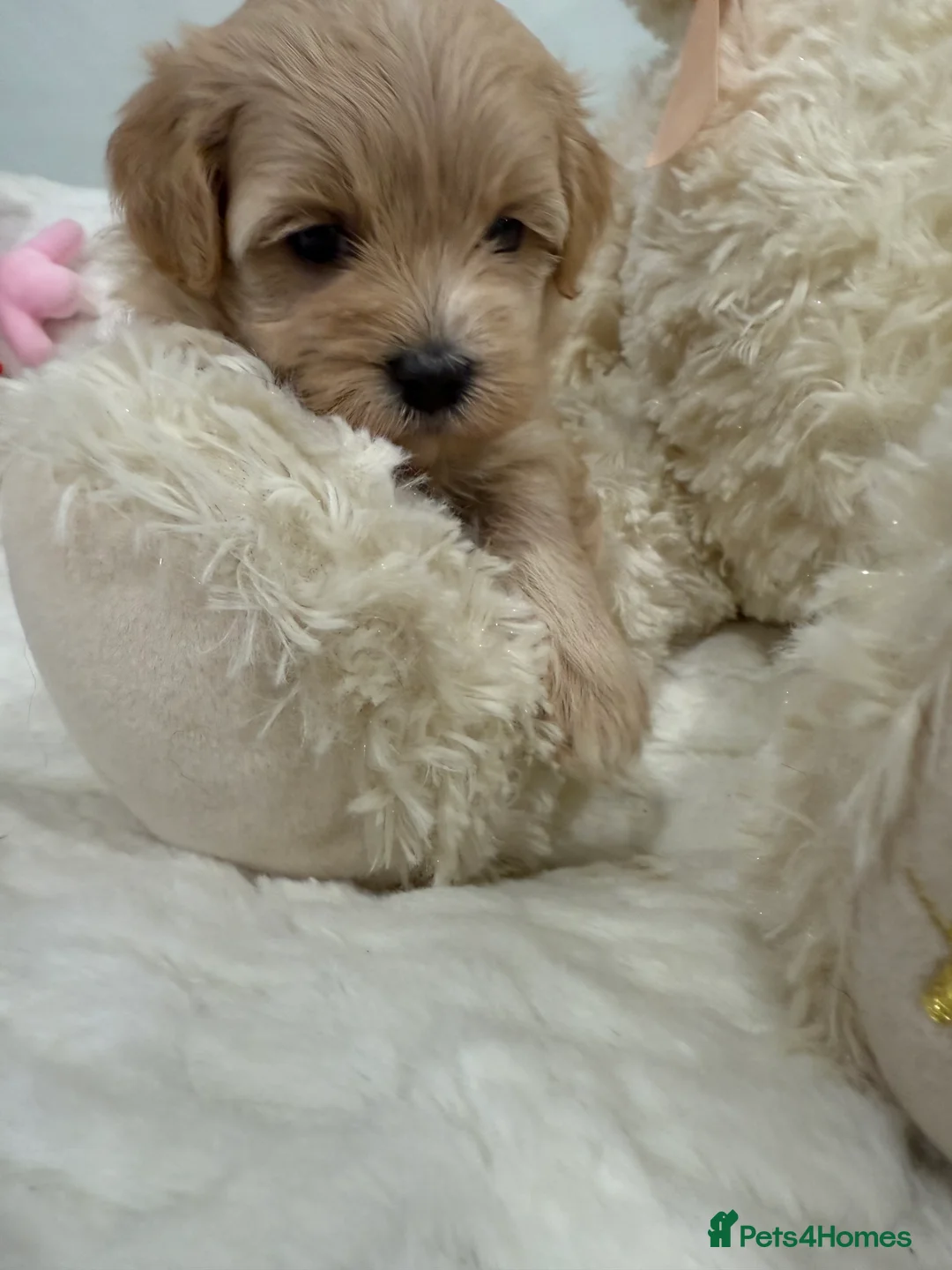 Maltipoo dogs for sale: We are expecting tiny paws. New waitlist open.  - Advert 6