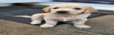 Golden Retriever 2