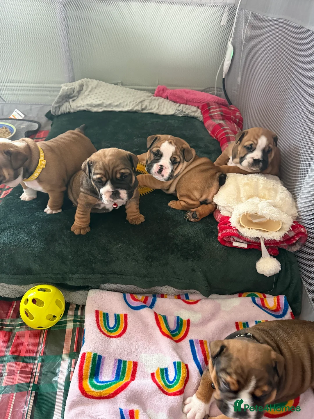 English Bulldog dogs for sale: 🌸💙 top blood line English bulldogs 🌸💙❤️ - Advert 6