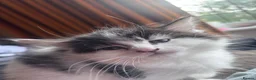 British Shorthair cats for sale: Kittens for sale - Advert 8