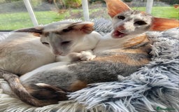 Oriental cats for sale: Oriental shorthair bicolour  - Image 3