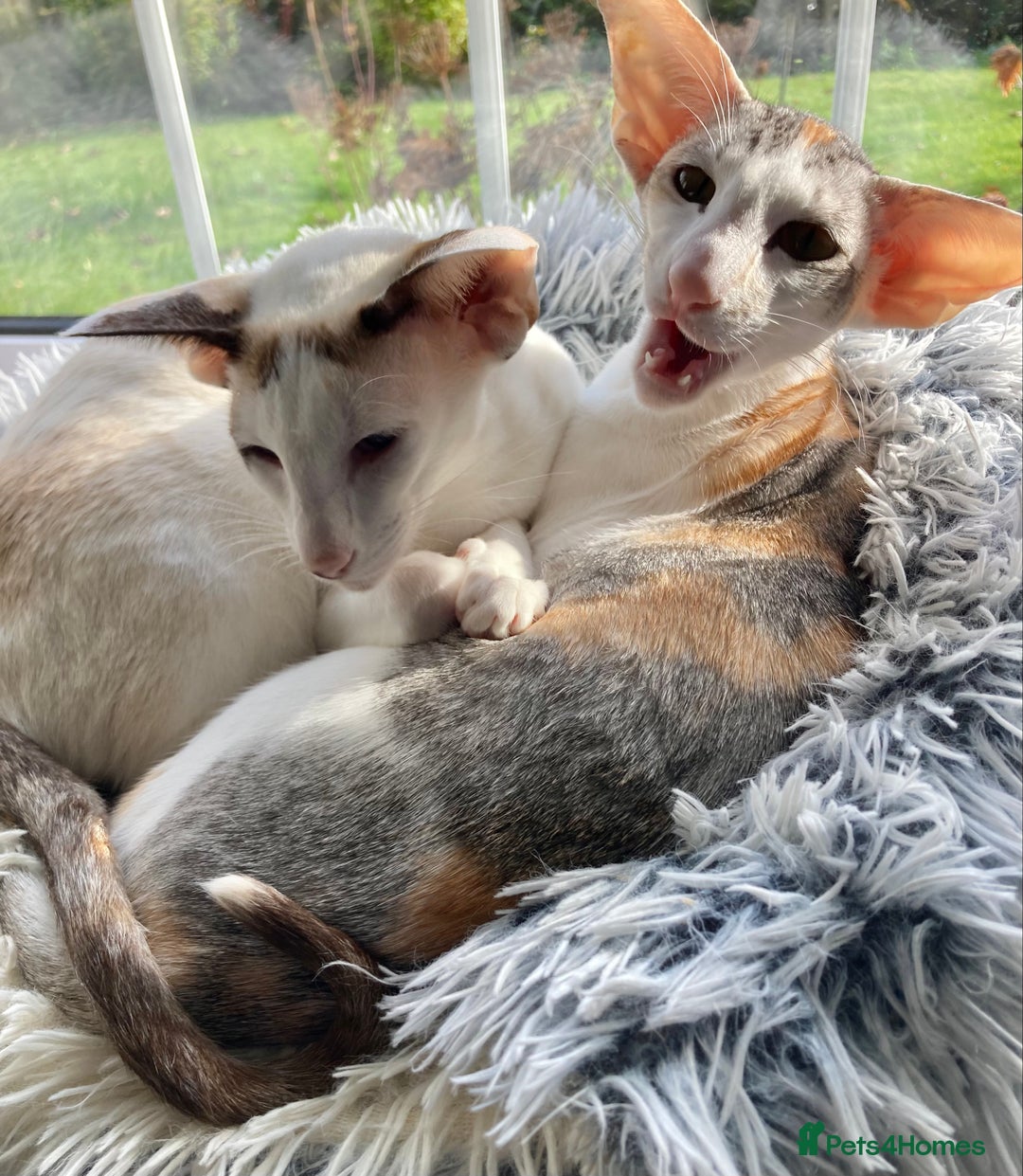 Oriental cats for sale: Oriental shorthair bicolour  - Image 3