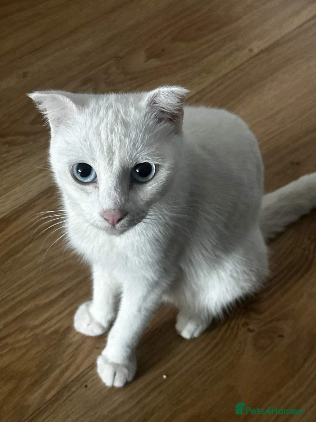 Mixed Breed cats for sale: Three beautiful kittnes for sale in Tipton - Advert 2