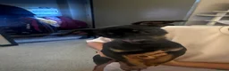 Chiweenie dogs for sale: 10 Month Old chiweenie dachshund poodle/ chihuahua - Advert 4