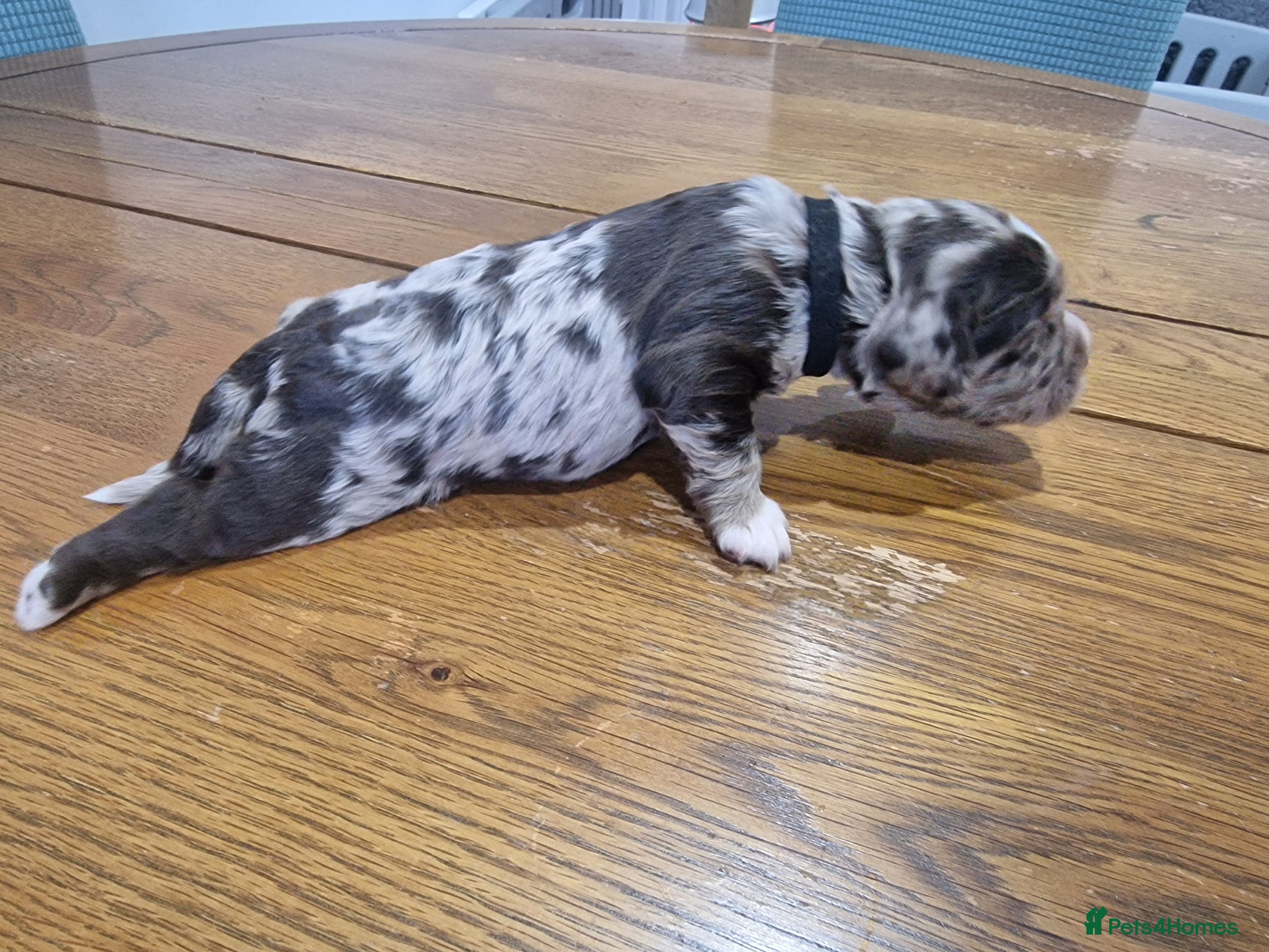 Cocker Spaniel dogs Stunning coloured merle working cocker spaniels  - Advert 1