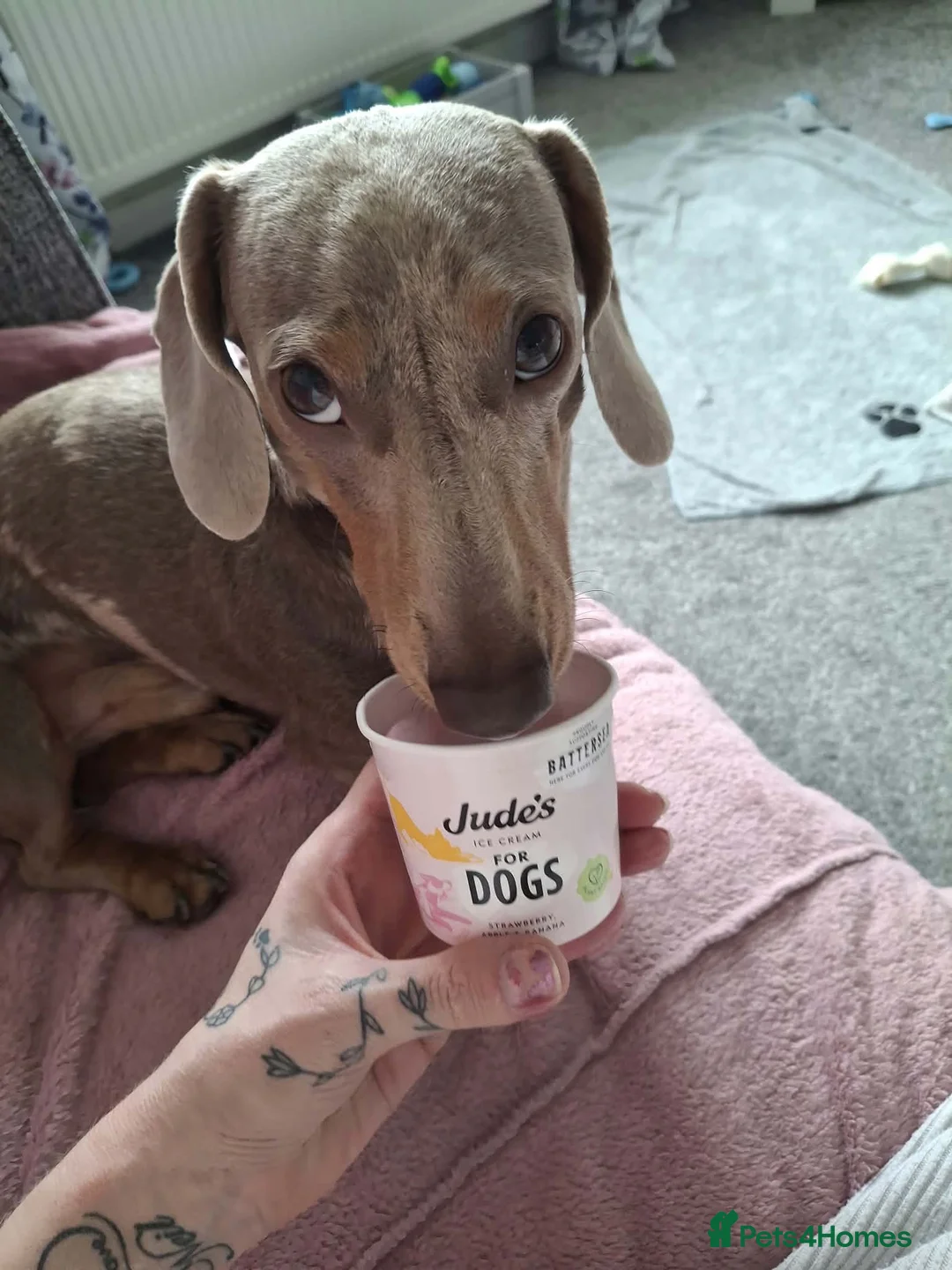 Miniature Dachshund dogs for stud: Available proven stud dog  - Advert 3