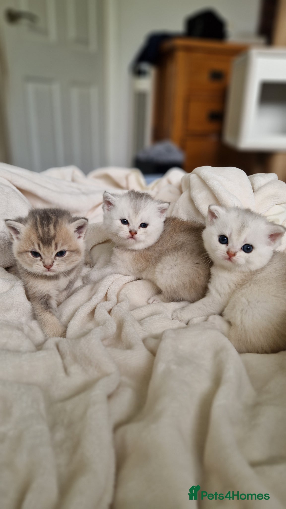 British Shorthair cats 😸Chubby BritishShorthair🐾 Kittens🐾 - Advert 1
