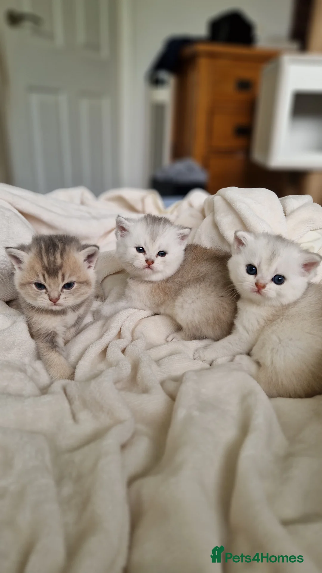 British Shorthair cats for sale: 😸Chubby BritishShorthair🐾 Kittens🐾 - Advert 1